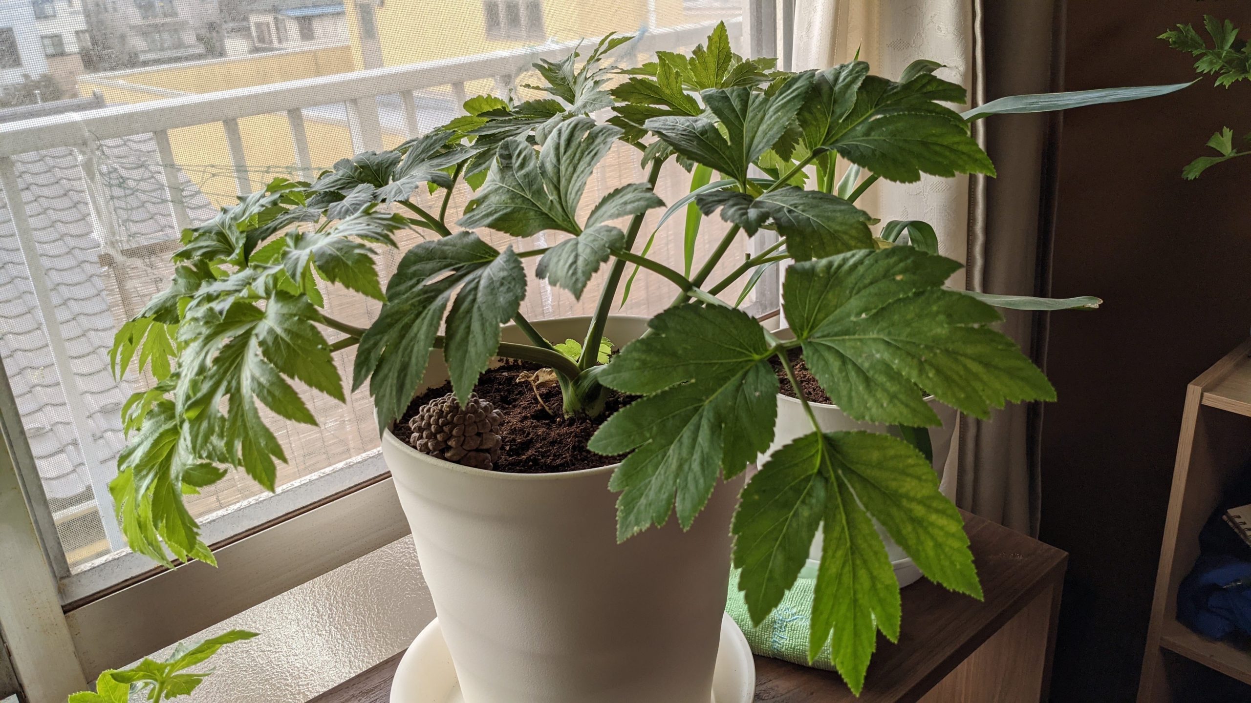 家の中の植物 と ヨモギの花