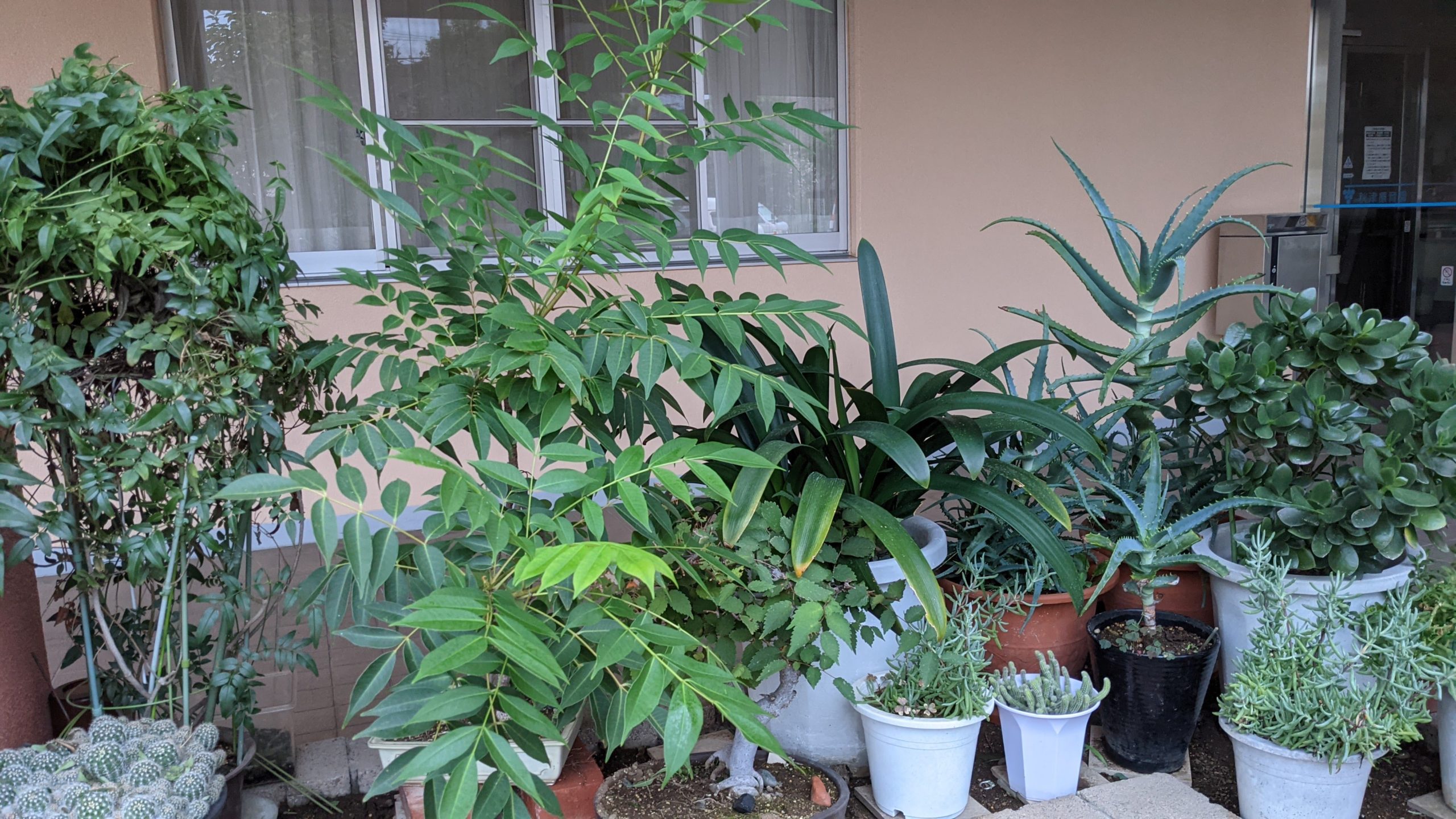 ハゼ が大きくなりました