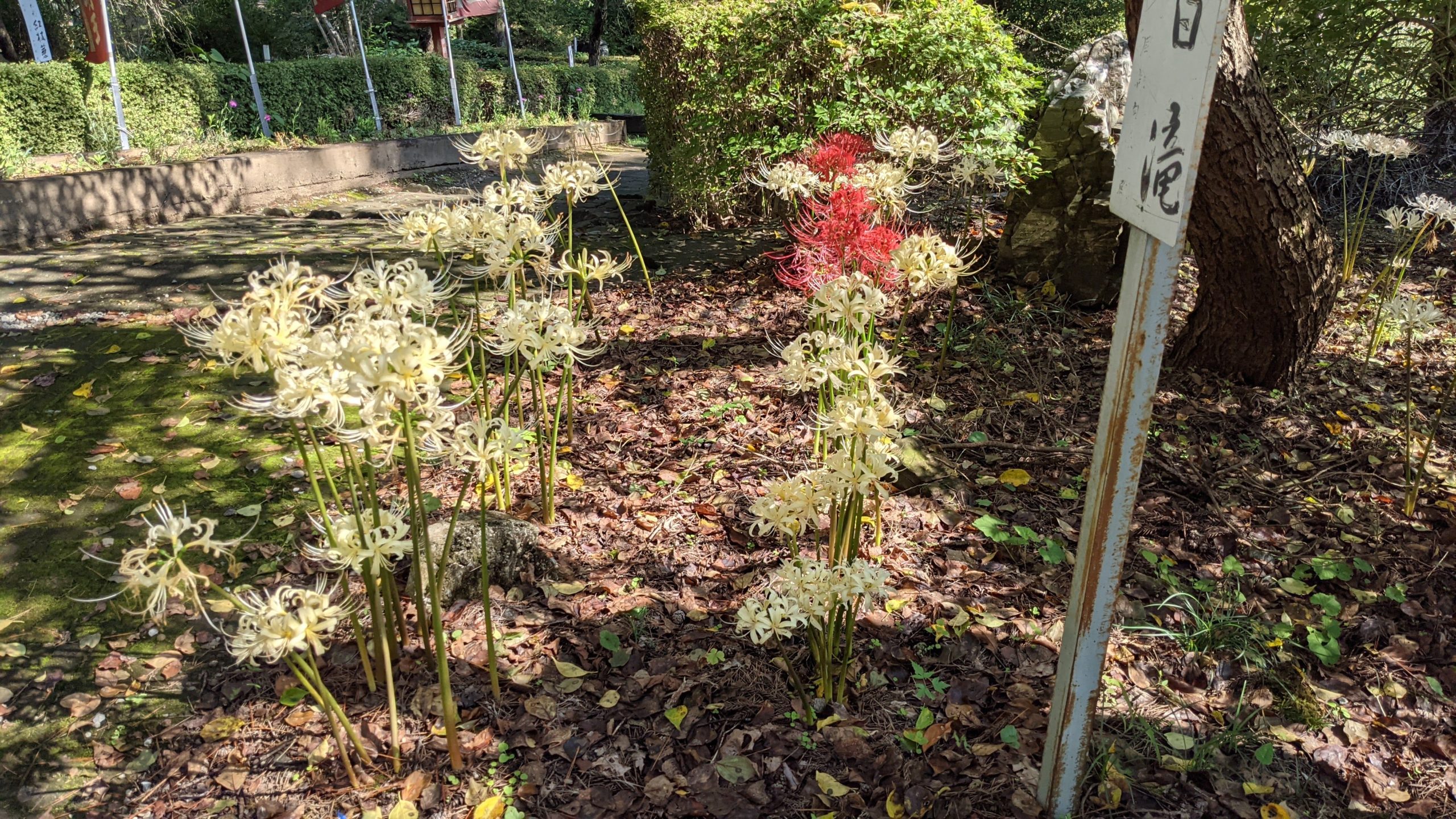 白花曼珠沙華 – シロバナマンジュシャゲ