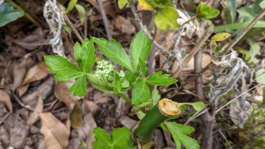 明日葉の花が咲きそうです