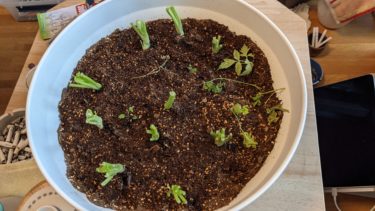 パクチーを植えました