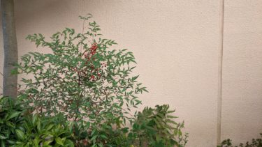 ナンテンが実をつけました