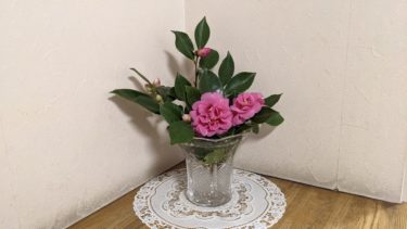 サザンカの季節