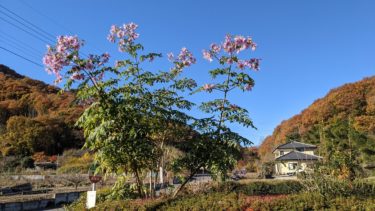 キダチダリアと出会った