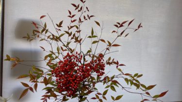 クリスマスのナンテン