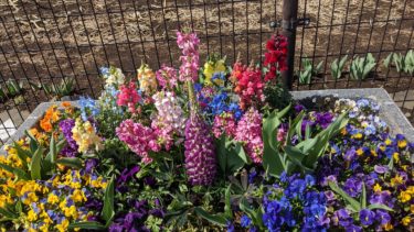 ジャスミンの香り