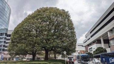 所沢駅東口 ロータリーの木