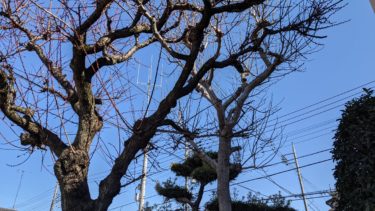 梅もまだ寒そうです