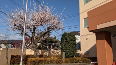 園の梅が満開になりました