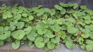 フキノトウが大きくなりました