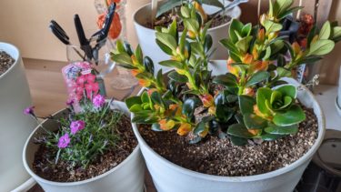 越生梅園の出店で買ったお花