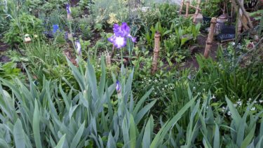 五月のお花、菖蒲