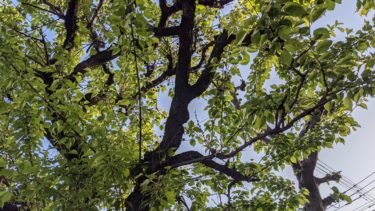 梅の木に小さな実を発見