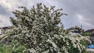 びっくりするほどのコデマリ