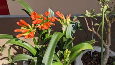 太陽の陽射しの中のクンシラン