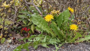 隠れているマンリョウとタンポポ