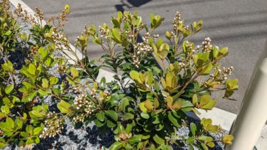 セブンイレブンのモッコク