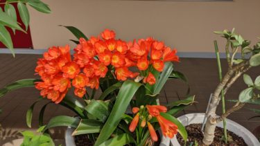 笑っているような感じのクンシラン