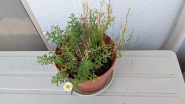 三ヶ月ぶりに花を咲かせたハナカンザシ