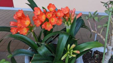 12年ぶりに花を咲かせたクンシラン