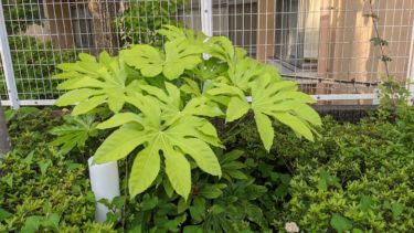 爽やかなヤツデ