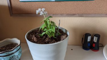 ヘリオトロープ