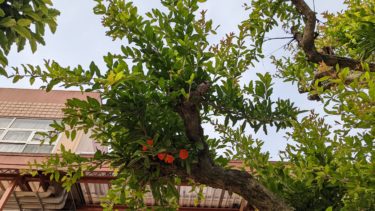 柘榴の木が花をつけています