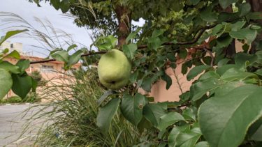 背伸びしなくてもいいところにあるカリン