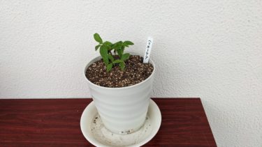 ヘリオトロープ