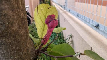 ハクモクレンの木に赤い蕾