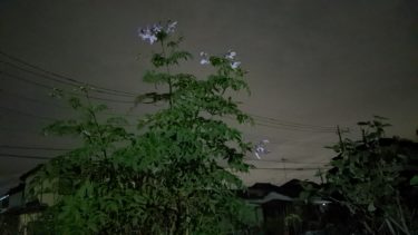 朝方のキダチダリア