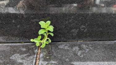 墓石の間に芽を出した植物