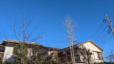 イチョウの木が寒そうです