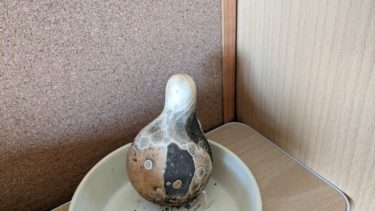 不思議な模様を付けだしたカボチャ