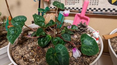 自由奔放なシクラメン