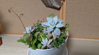 グラパラリーフ