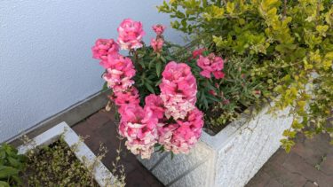 交番の横の金魚草