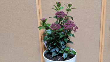 誕生花のガマズミ