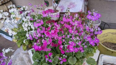 桜草が満開です。