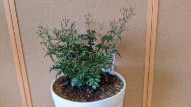 初めて買ったジャスミン