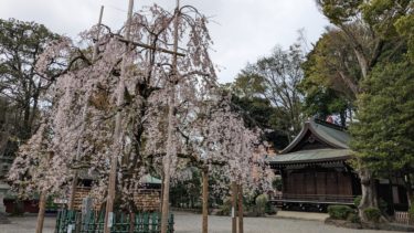 大國魂神社の枝垂桜