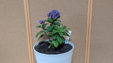 ヘリオトロープ