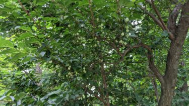 エゴノキの小さな実