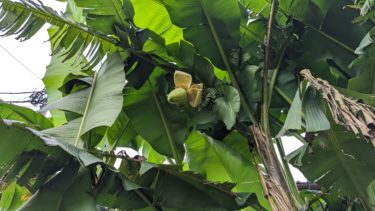 バナナの果実を見つけた