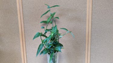 花を咲かせた後の露草