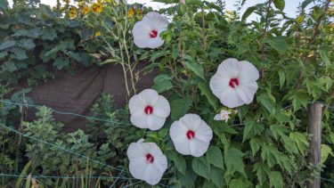 安松神社にバイクで行きました