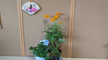 キバナコスモス、パセリ、ハゼ