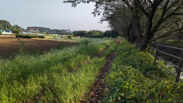 東川の土手の小道