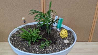 シダの寄せ植え