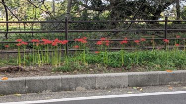 一列に並んだ彼岸花